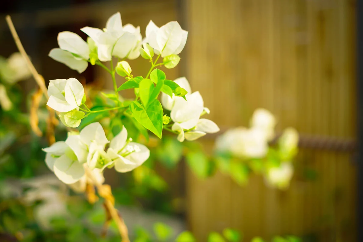 Labah Tong Exclusive Offer